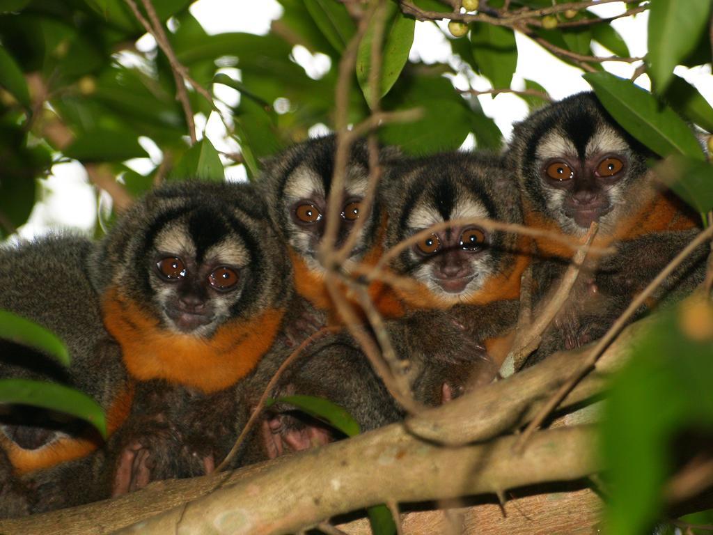 Pousada Do Rio Mutum Barao de Melgaco Bagian luar foto