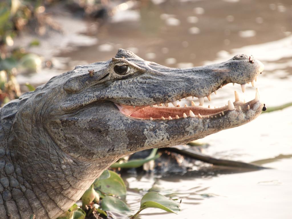 Pousada Do Rio Mutum Barao de Melgaco Bagian luar foto